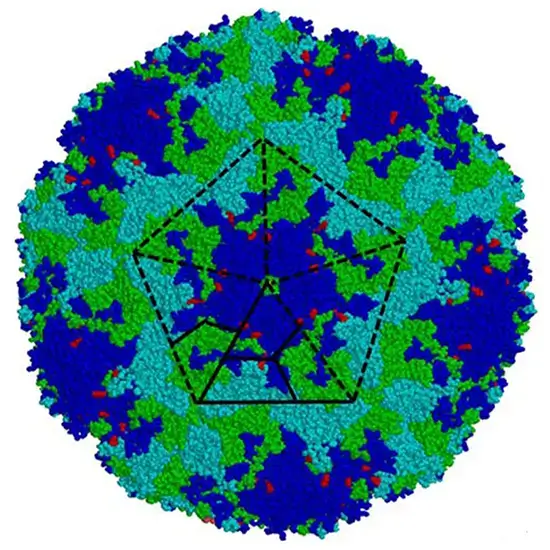 Echovirus Antibody